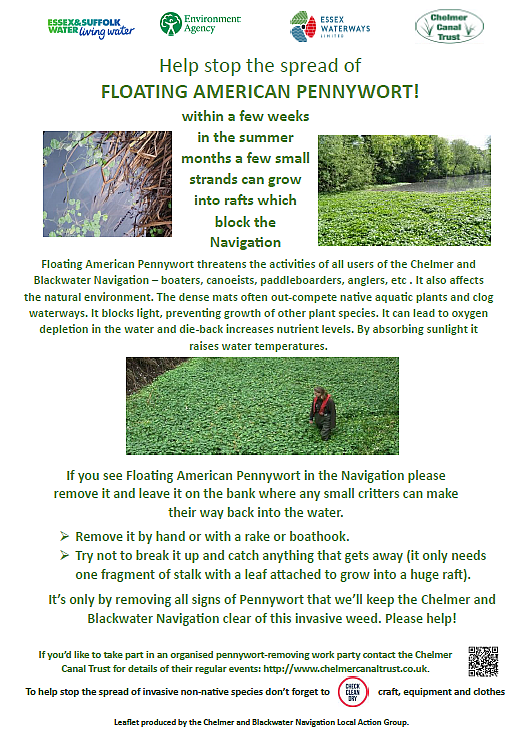 2024 Pennywort Poster